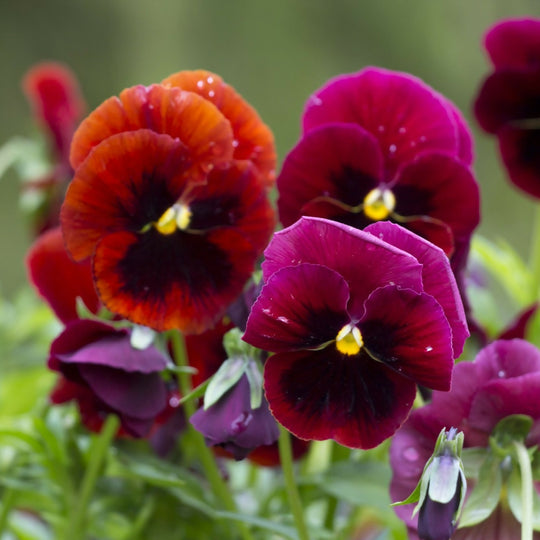 Pansy Plants, 'Fruits of the Forest', 20 x Full Plant Pack