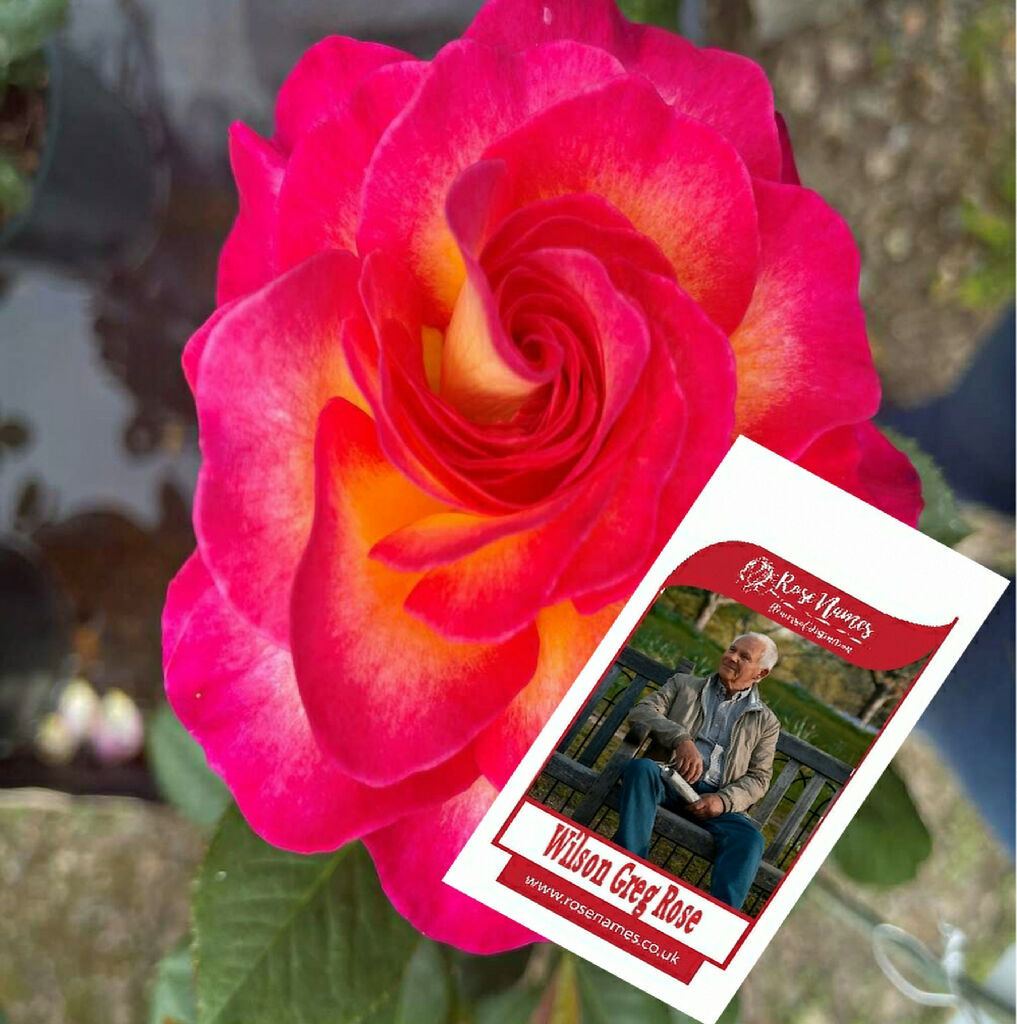 Name a Birthday Rose