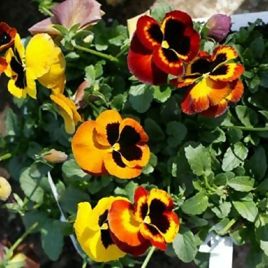 Pansy Plants, 'Fire Surprise', 20 x Full Plant Pack