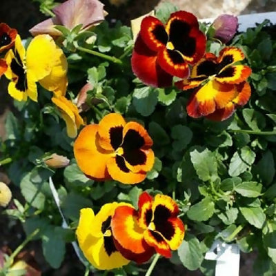 Pansy Plants, 'Fire Surprise', 20 x Full Plant Pack