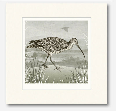 Spring Curlew -Signed and mounted Giclée Art Print