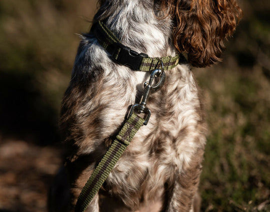 Dog Lead In Khaki And Brown Stripe - 2 sizes
