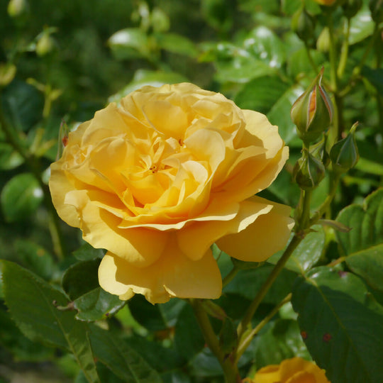 Rose Plants, 'Absolutely Fabulous', Full Plants in 5 Litre Pots