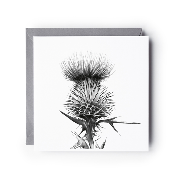 Thistle Greeting Card