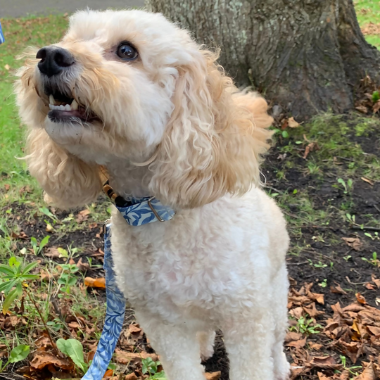 William Morris “Willow Bough” Canvas Collar and Lead Gift Set in Sea Breeze