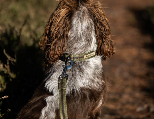 Dog Collar In Khaki And Brown Stripe - 4 sizes