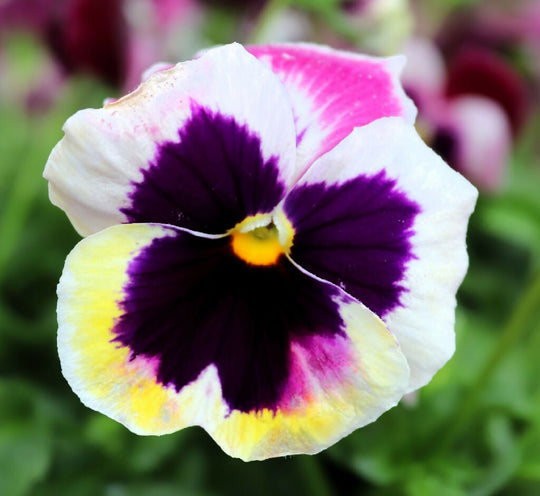 Pansy Plants, 'Coastal Sunrise Mix', 20 x Full Plant Pack
