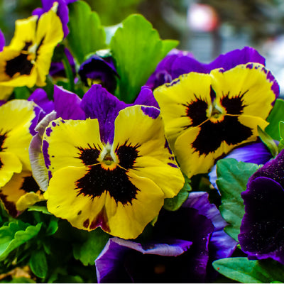 Pansy Plants, 'Yellow with Purple Wing', 20 x Full Plant Pack