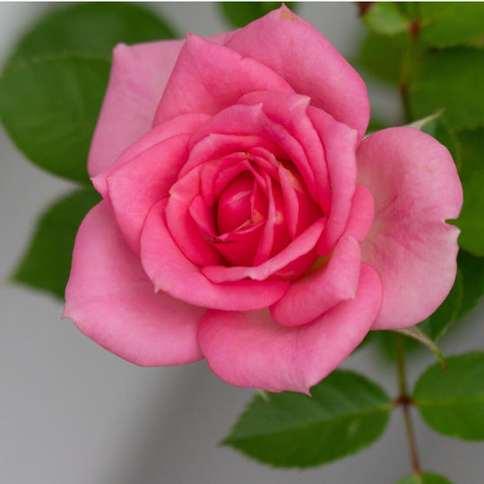 Rose Plant 'Anniversary Pink Rose' Full Plants in 5 Litre Pots