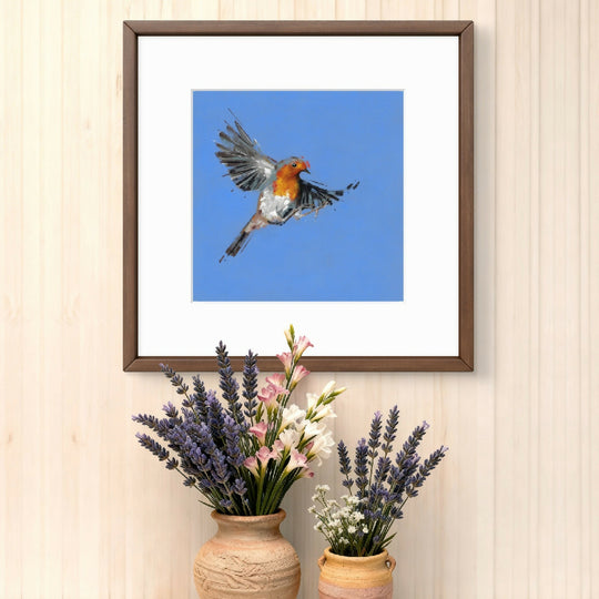 Crimson Flight Robin Giclee Fine Art Print with Bright Blue Background