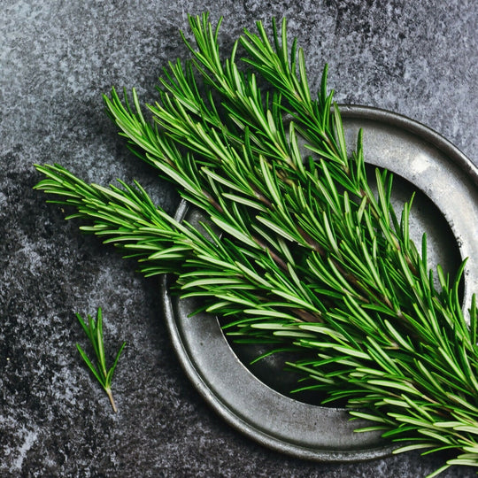 Rosemary Plants, 'Mrs Jessops, Plug Plant Pack