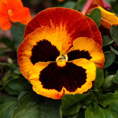 Pansy Plants, 'Fire Surprise', 20 x Full Plant Pack