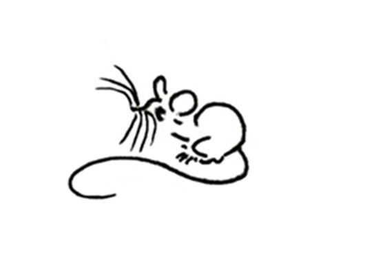 Wildlife By Mouse