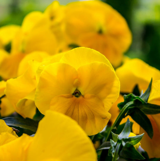Pansy Plants, 'Pure Yellow', 20 x Full Plant Pack