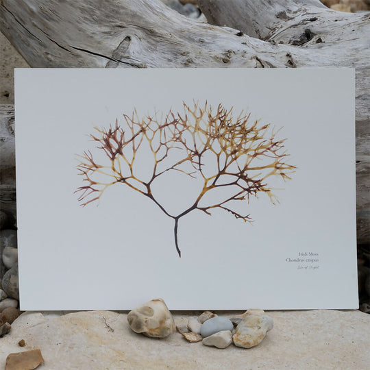 Seaweed Fine Art Print - Irish Moss