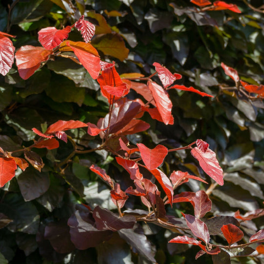 Beech Trees, Fagus Purpurea 'Copper Beech', Full Plants in 5 Litre Pots