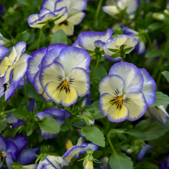 Viola Plants, 'Magnifico', 20 x Full Plant Pack