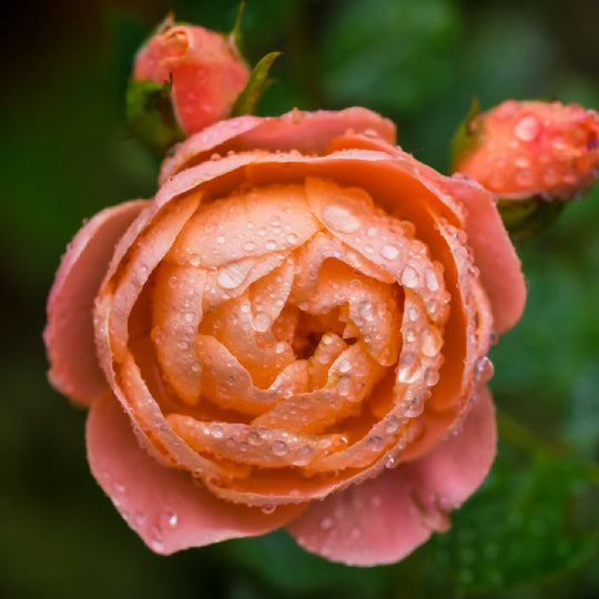 Rose Plant 'Sweet Dreams' Full Plants in 5 Litre Pots