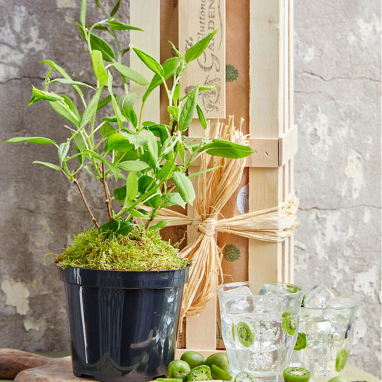Cocktail Kiwi plant with Crate