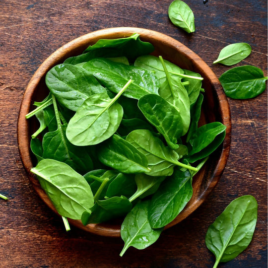 Spinach Plants, 'Renegade', Plug Plant Pack