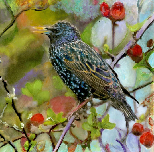 Shimmering Starling