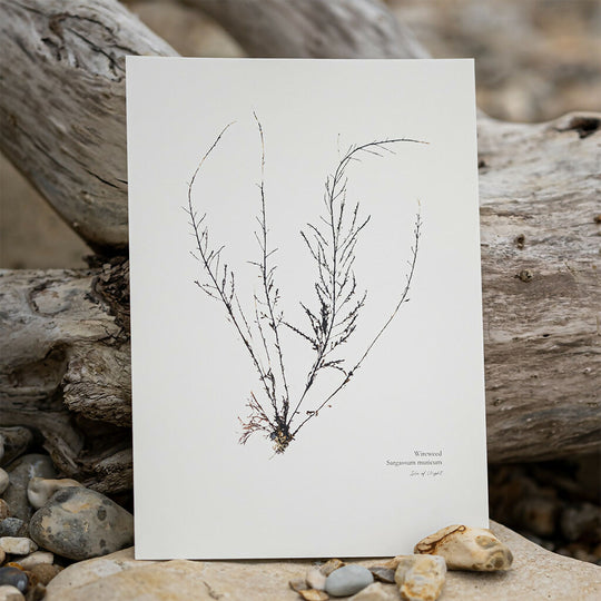 Seaweed Fine Art Print - Wireweed