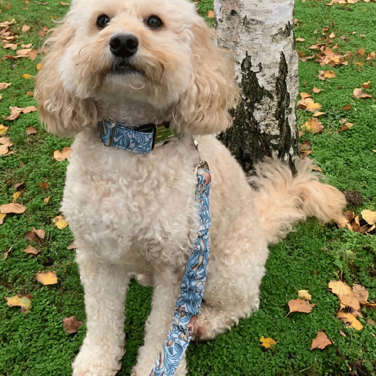 William Morris “Golden Lily” Canvas Collar and Lead Gift Set in Cornflower Blue
