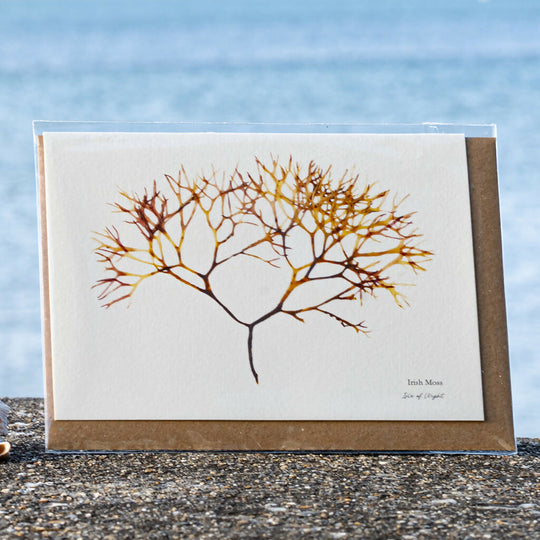 Seaweed Greeting Card - Irish Moss