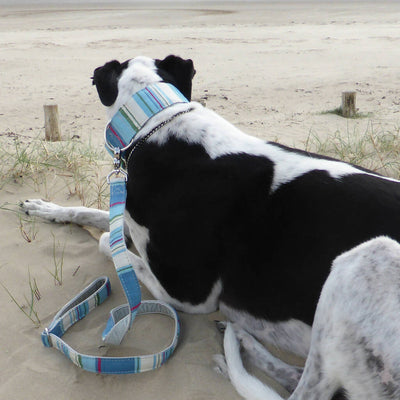 Whitby Buckle Collar