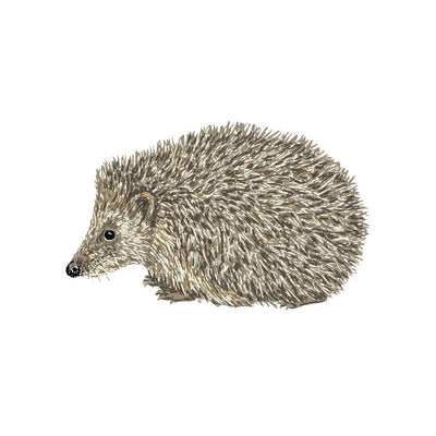HBD00812 Hedgehog