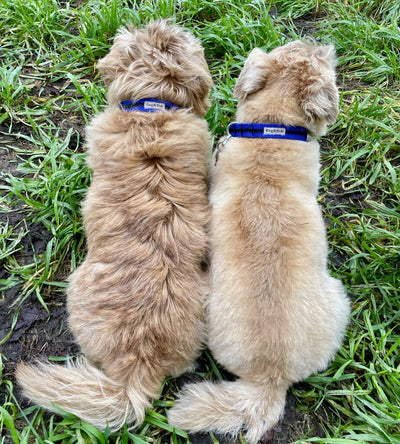 Dog Collar In Blue And Black Stripe