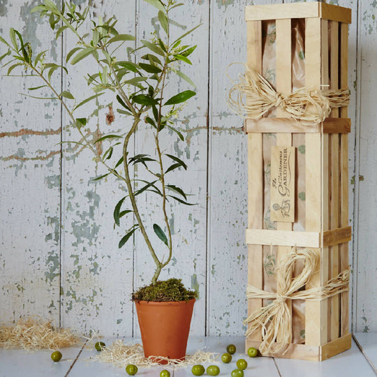 Olive ‘The Tree Of Peace’ Gift