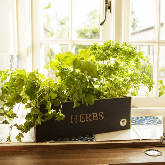 Wooden Herb Planter Kit