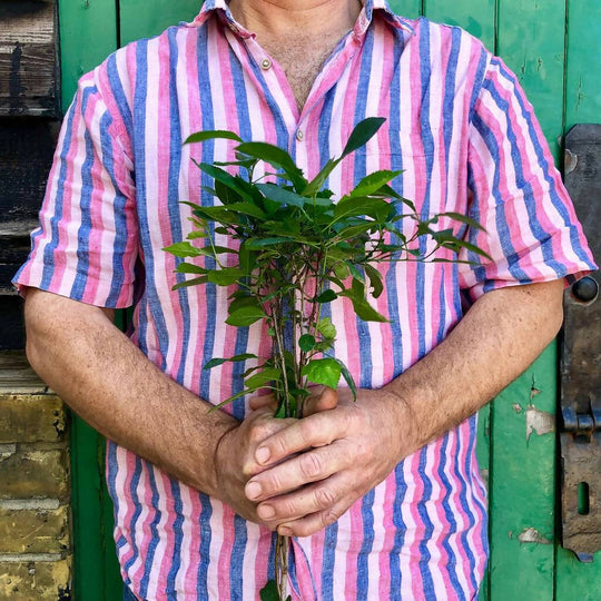 Cherry Plum Garden Gift Box