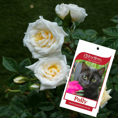 name a patio rose cat