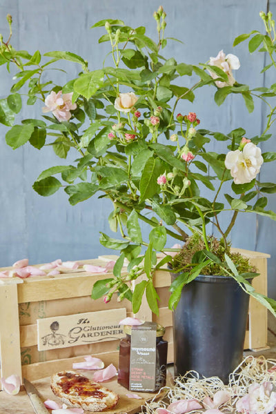 Pink Rose Gift Crate