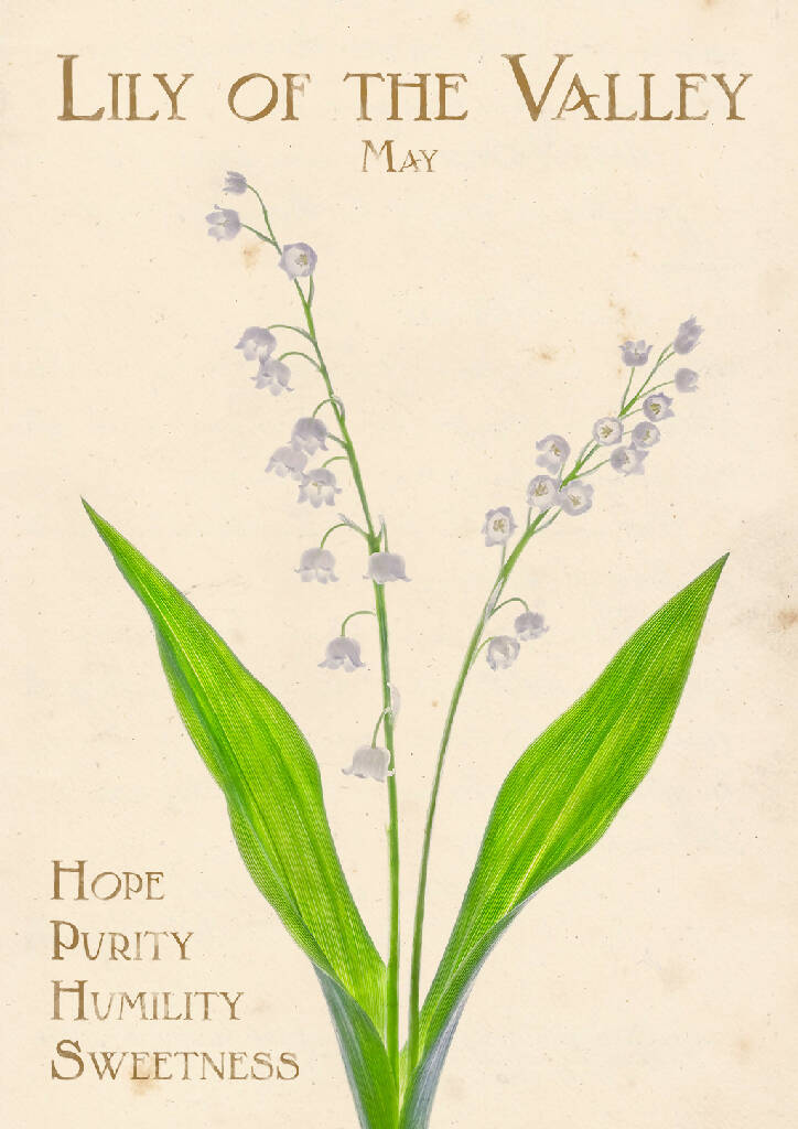 May Birth Flower Fine Art Print