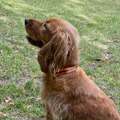 Dog Collar In Orange And Brown Stripe