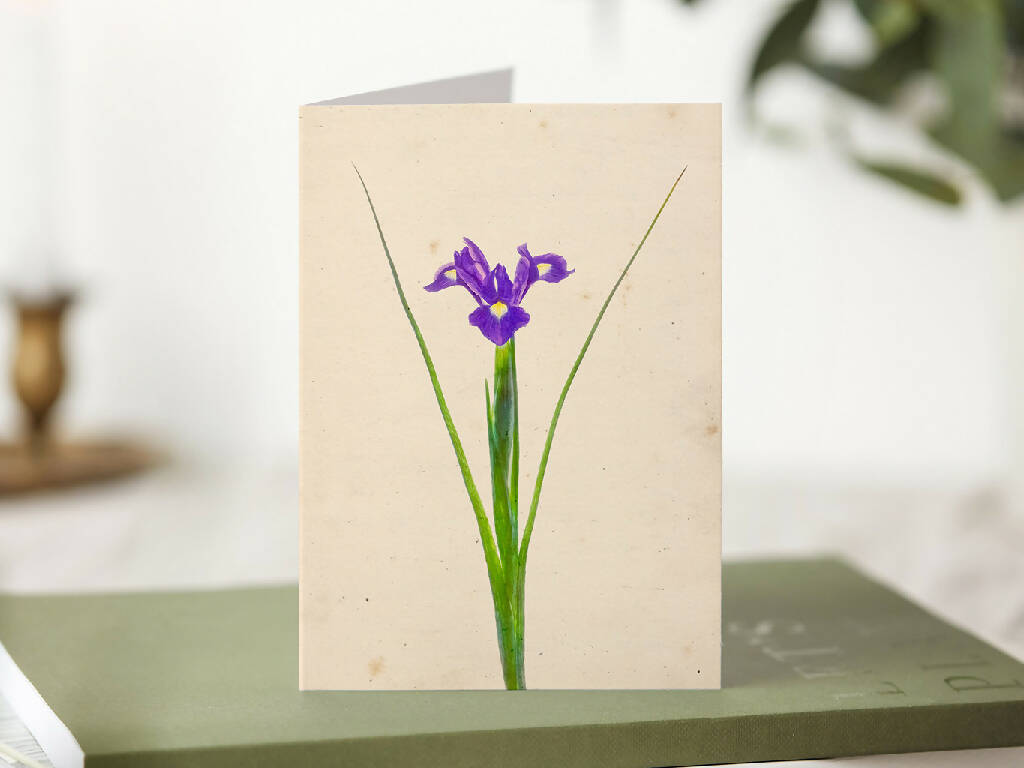 Iris Reticulata Greetings Card
