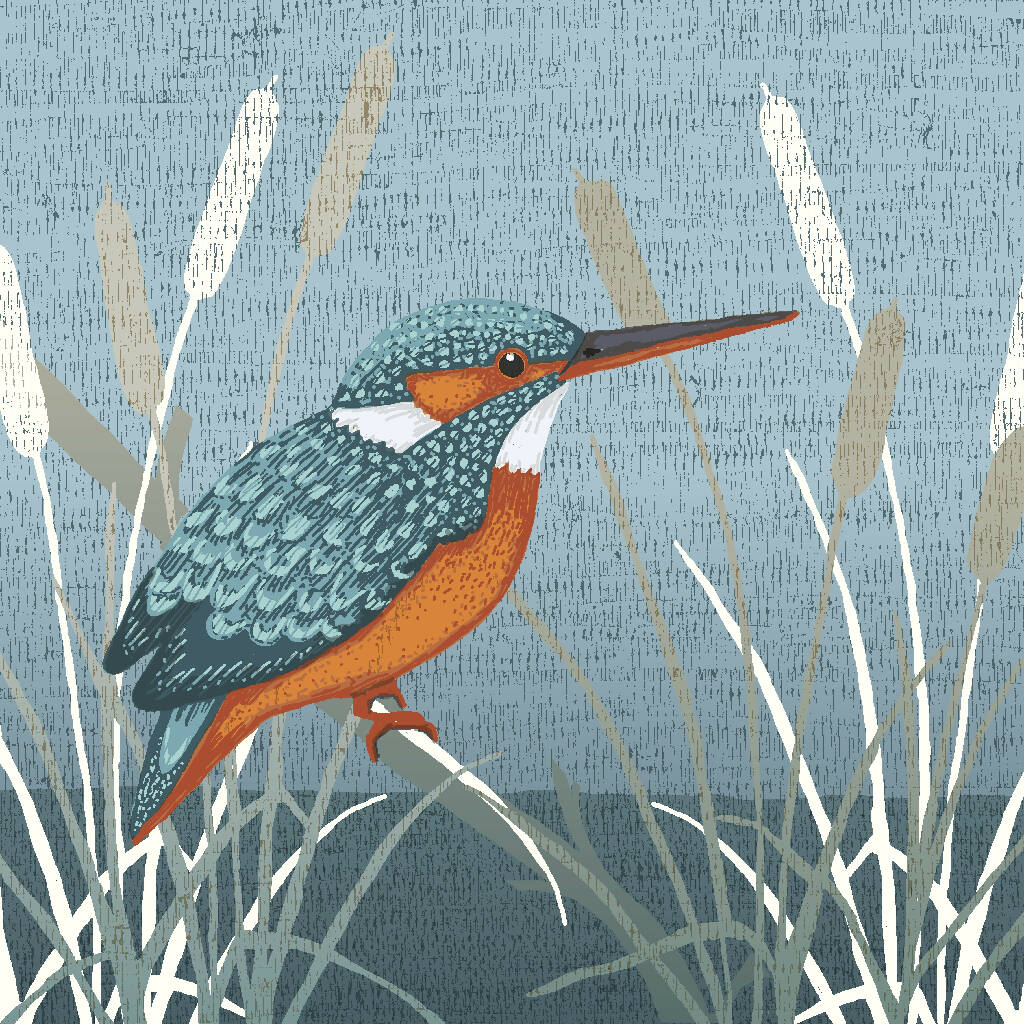 HBD00115 KINGFISHER