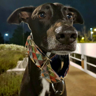 Harlequin Martingale Collar