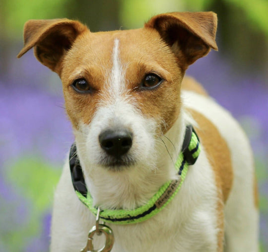 Dog Collar In Lime And Navy Stripe - 3 sizes