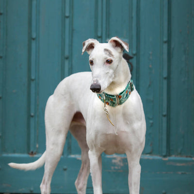 Piper Peacock Buckle Collar