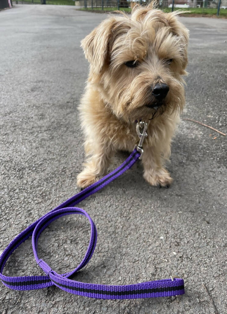 purple dog collar and lead