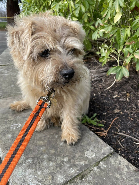 Dog Lead In Orange And Brown Stripe - 2 sizes