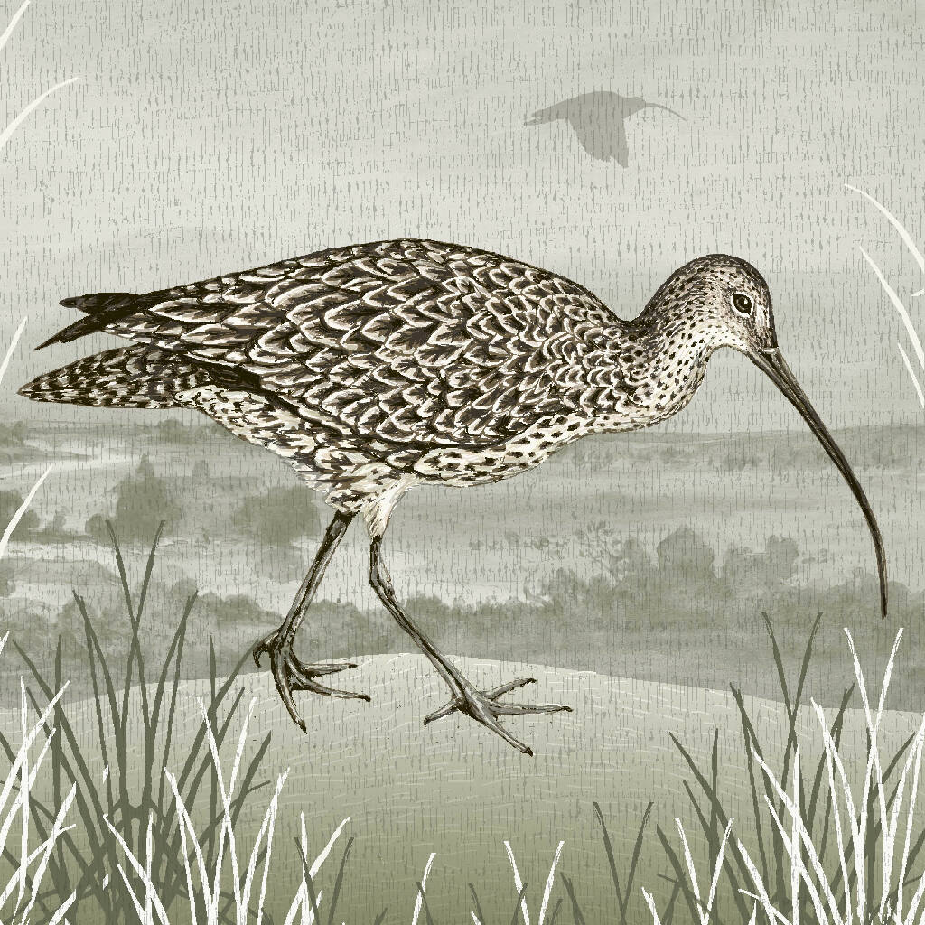 Spring Curlew Giclee Art Print
