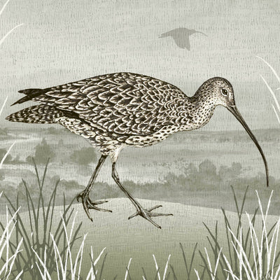 HBD02815 Spring Curlew