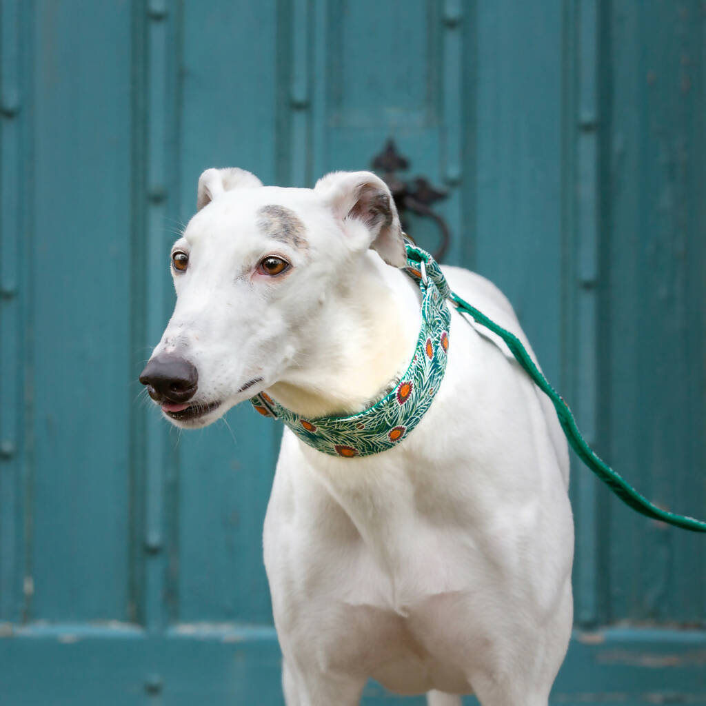 Piper Peacock Buckle Collar