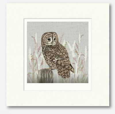 HBD009GPC Tawny Owl
