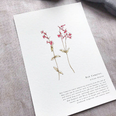 A5 Botanical Wildflower Summer Prints